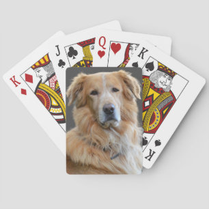 Golden Tetriever Isolated Dog Poker Cards