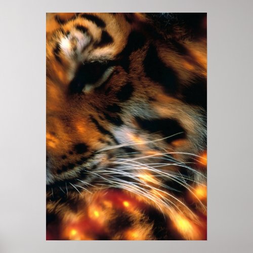 Golden Tiger Eye Close-Up Wildlife  Poster