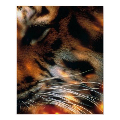 Golden Tiger Eye Close-Up Wildlife Poster