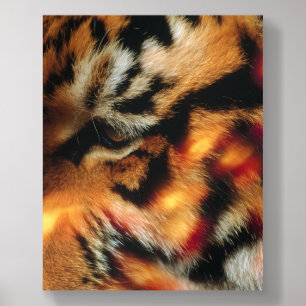 Golden Tiger Eye Close-Up Wildlife Poster Acrylic Photo Tile