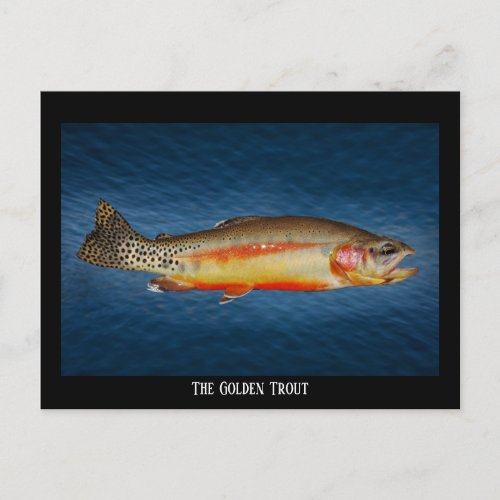 Golden Trout on Blue Water Postcard