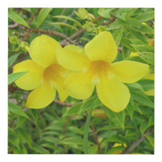 Golden Trumpet Flowers – Allamanda Cathartica Faux Canvas Print