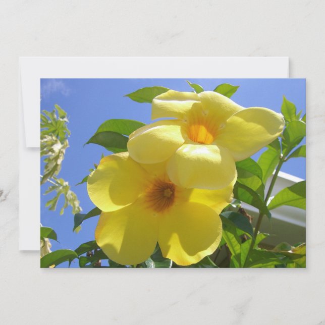 Golden Trumpet Flowers I Card (Front)