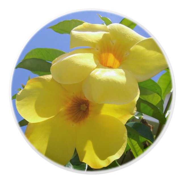 Golden Trumpet Flowers I Ceramic Knob (Front)