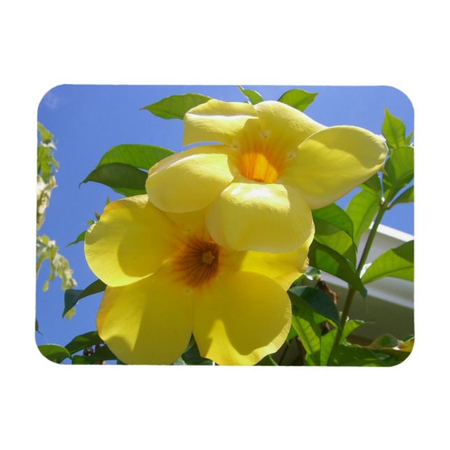 Golden Trumpet Flowers I Magnet (Horizontal)