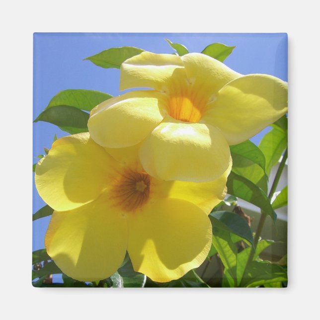 Golden Trumpet Flowers I Magnet (Front)