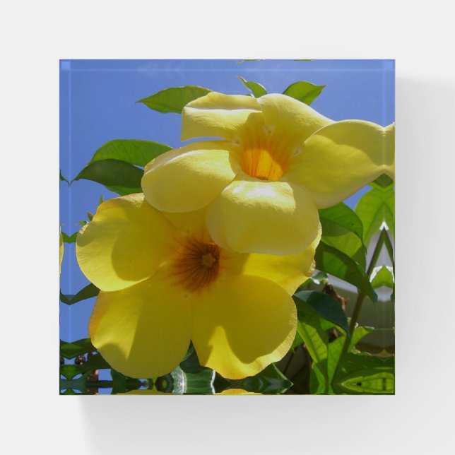 Golden Trumpet Flowers I Paperweight (Front)