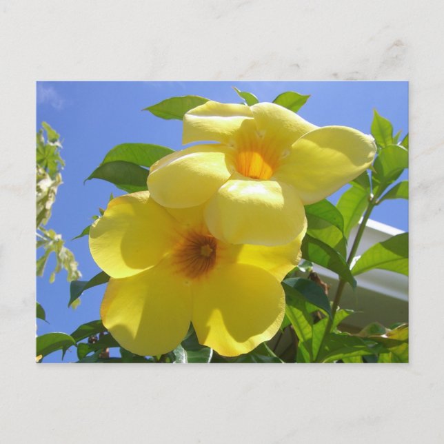 Golden Trumpet Flowers I Postcard (Front)