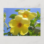 Golden Trumpet Flowers I Postcard
