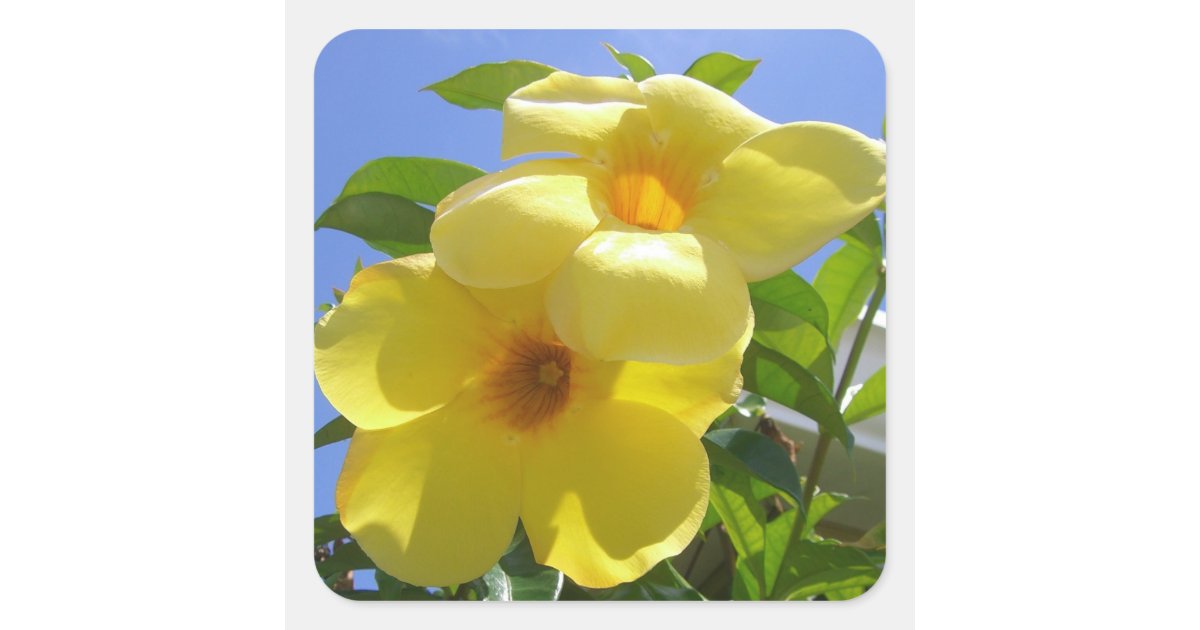 Golden Trumpet Flowers I Square Sticker Zazzle