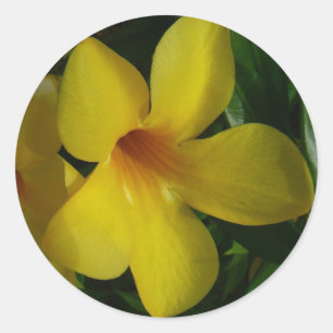 Golden Trumpet Flowers II Tropical Classic Round Sticker