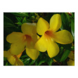Golden Trumpet Flowers II Tropical Photo Print