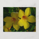 Golden Trumpet Flowers II Tropical Postcard
