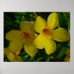 Golden Trumpet Flowers II Tropical Poster
