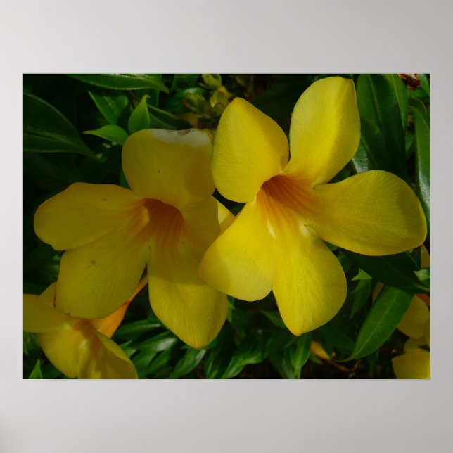 Golden Trumpet Flowers II Tropical Poster (Front)