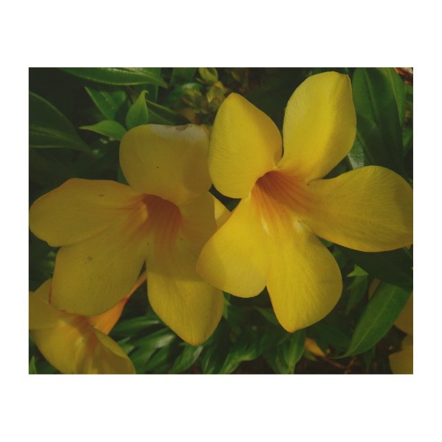 Golden Trumpet Flowers II Tropical Wood Wall Art (Front)