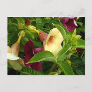 Golden Trumpet Postcard