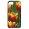 golden tulips