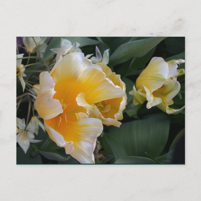 Golden Tulips Postcard (Front)