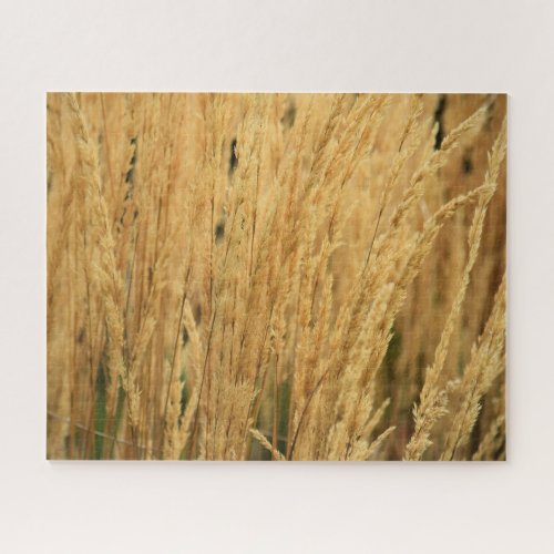 Golden Wheat Fields _ 16x20 _ 520 pcs Jigsaw Puzzle