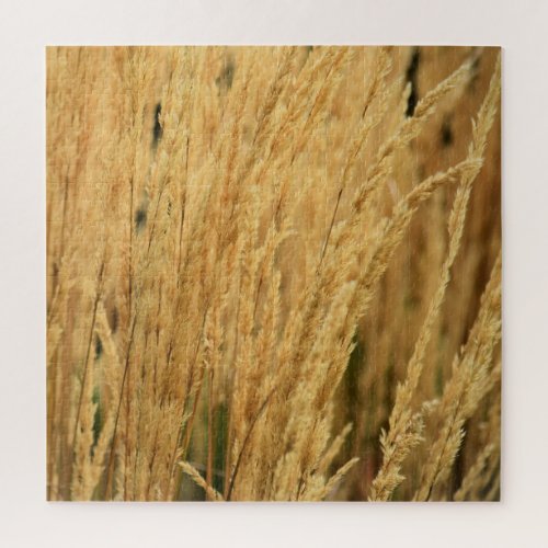 Golden Wheat Fields _ 20x20 _ 676 pcs Jigsaw Puzzle