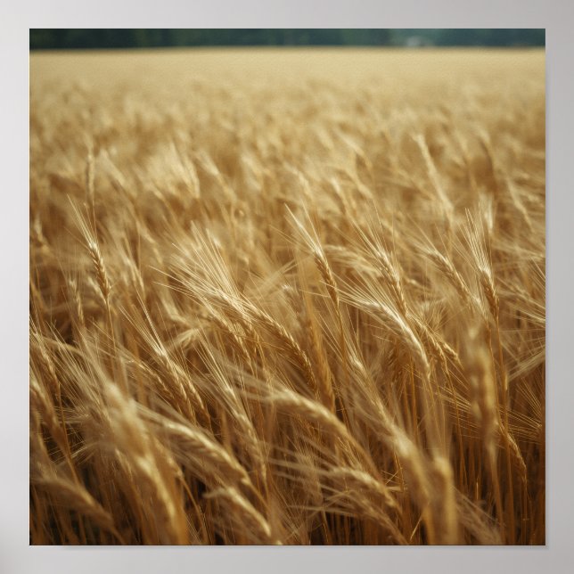 Golden Wheat Fields Poster (Front)