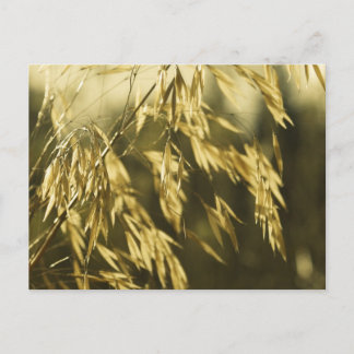 Golden Wheatgrass Fine Art Photography Postcard