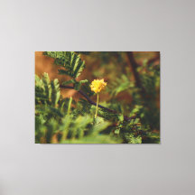 Golden Wild Flower Macro Nature Photography