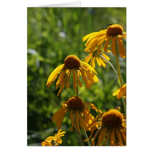 Golden Wildflowers Cards (Front)