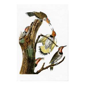 Golden-winged Woodpecker Audubon Birds of America Poster