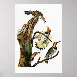 Golden-winged Woodpecker Audubon Birds of America Poster