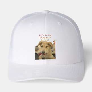 Golden Wisdom: A Dog's-Eye View of Life's School