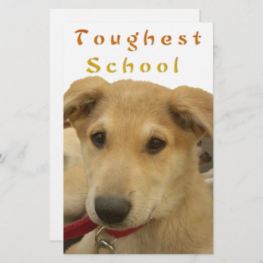 Golden Wisdom: A Dog's-Eye View of Life's School (Front/Back)
