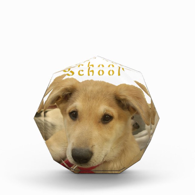 Golden Wisdom: A Dog's-Eye View of Life's School Acrylic Award (Front)