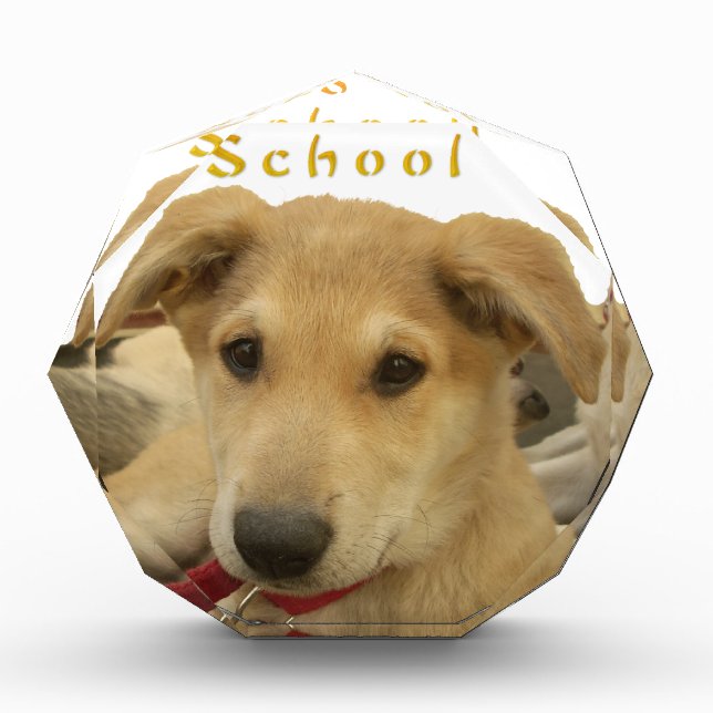 Golden Wisdom: A Dog's-Eye View of Life's School Award (Front)