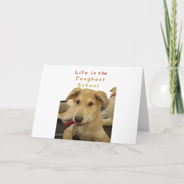 Golden Wisdom: A Dog's-Eye View of Life's School Card (Front)