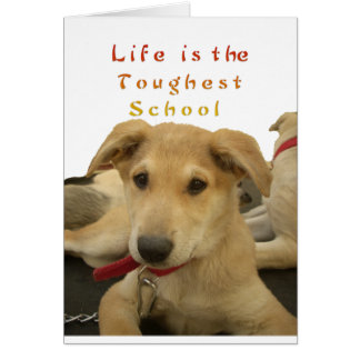 Golden Wisdom: A Dog's-Eye View of Life's School Cards