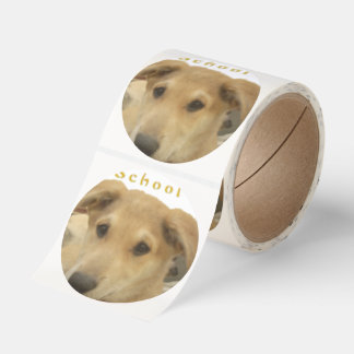Golden Wisdom: A Dog's-Eye View of Life's School Classic Round Sticker