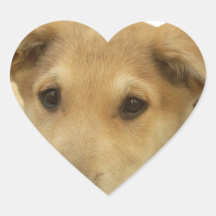 Golden Wisdom: A Dog's-Eye View of Life's School Heart Sticker
