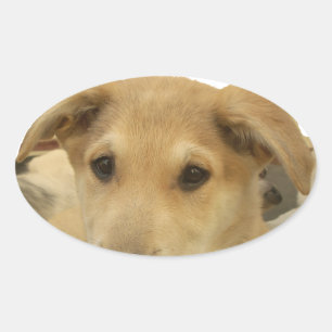 Golden Wisdom: A Dog's-Eye View of Life's School Oval Sticker