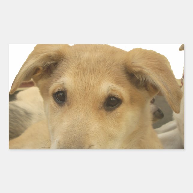 Golden Wisdom: A Dog's-Eye View of Life's School Rectangular Sticker (Front)