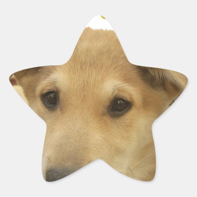 Golden Wisdom: A Dog's-Eye View of Life's School Star Sticker (Front)