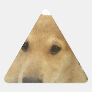 Golden Wisdom: A Dog's-Eye View of Life's School Triangle Sticker