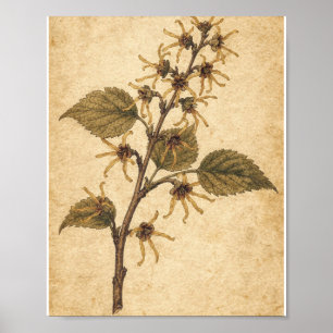 Golden Witch Hazel Branch Botanical Poster