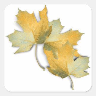 Golden Yellow  Fall Leaves Square Sticker