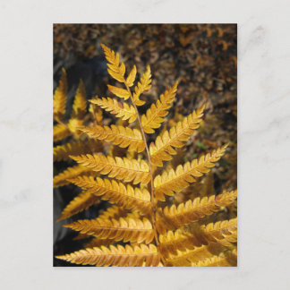Golden Yellow Fern Fall Leaves Photo Postcard