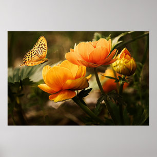 Golden yellow flowers and butterfly poster