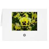Golden Yellow Pansies, (Back Horizontal)
