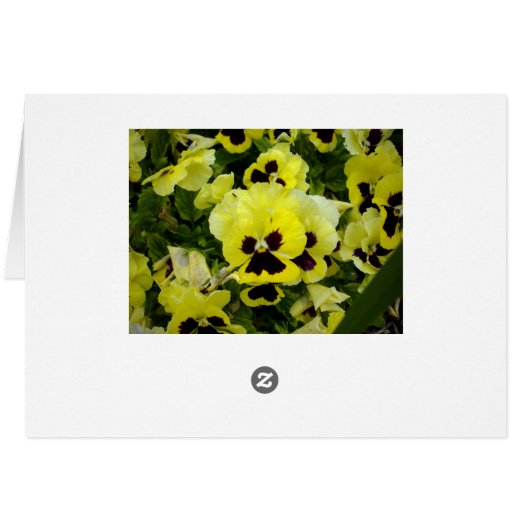 Golden Yellow Pansies, (Back Horizontal)