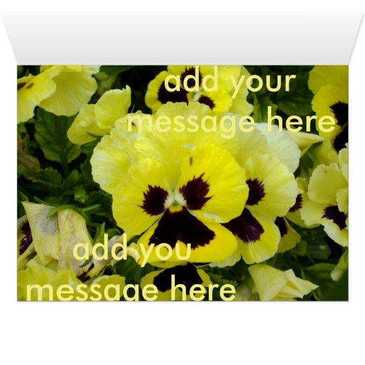 Golden Yellow Pansies, (Inside Horizontal (Bottom))